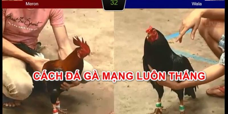 Tìm hiểu cách đá gà mạng luôn thắng