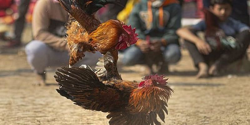 Chiến thuật cách đá gà mạng luôn thắng