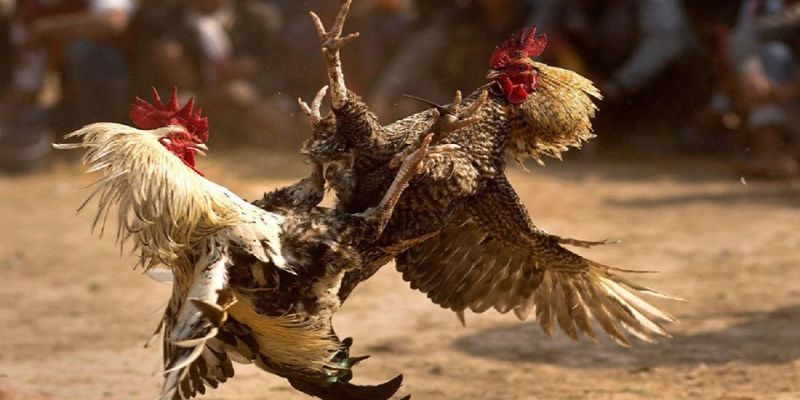 Điểm đến cách đá gà mạng luôn thắng