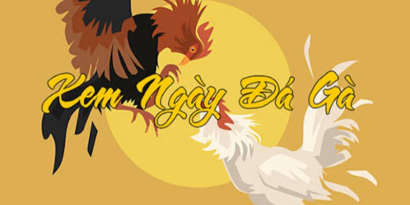 Coi ngày đá gà là gì