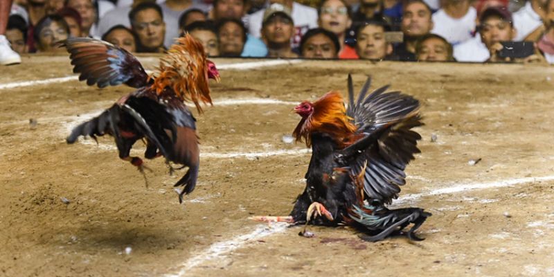 Coi ngày đá gà lợi ích