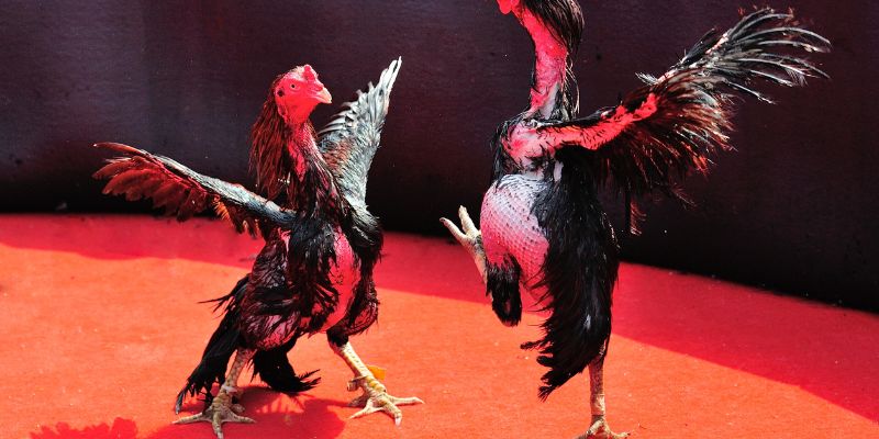 Mẹo đá gà cựa dao là gì